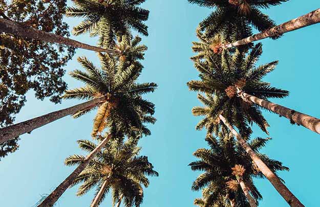 A low angle view of palm trees under the sunlight ad a blue sky in Rio de Janeiro